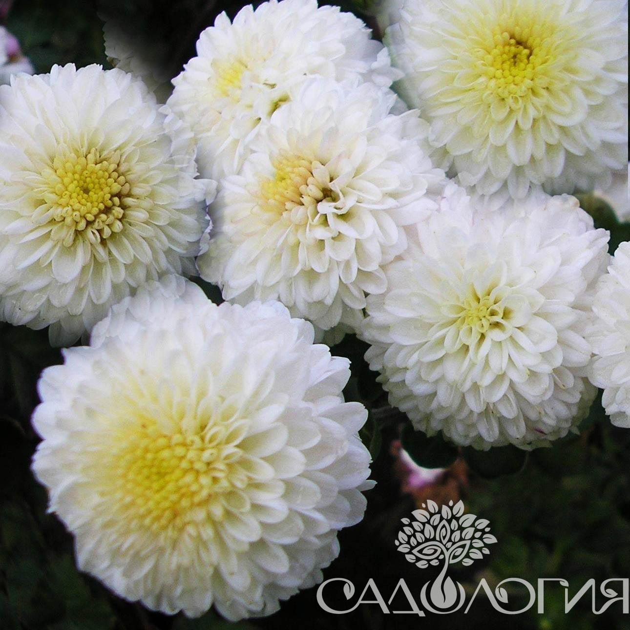 Хризантема корейская Белая помпонная купить выгодно ✵ Сады-Эдема.рф –  интернет магазин растений для сада